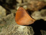 RIMG0394.JPG