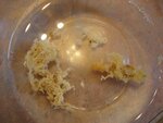 Candida6.jpg Candida6.jpg