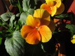 Omablümchen 002.JPG