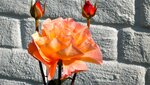 IMG_3872.jpg