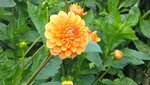 IMG_3916.jpg