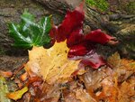 Oktober11 042.jpg