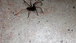 IMG_3932.jpg