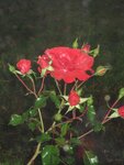 IMG_3957.jpg