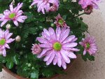 IMG_3959.jpg