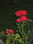 IMG_3965.jpg