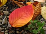 Herbstmorgen 015.jpg