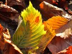Herbstmorgen 033.jpg