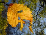 Herbstmorgen 038.jpg