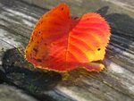 Herbstmorgen 055.jpg