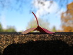 Herbstmorgen 047.JPG
