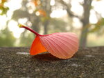 Herbstmorgen 016.JPG