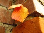 Herbstmorgen 019.jpg