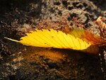 Herbstmorgen 039.jpg