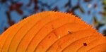 Herbstmorgen 041.JPG