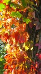 IMG_3955.jpg