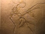Der elfte Archaeopteryx 067.jpg