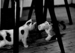 Hansemann und Molly 002.jpg