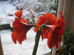 Amaryllis.jpg