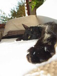 Katze4.JPG