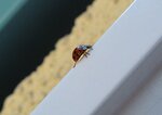 Marienkäferchen 016.JPG