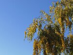 Sonne 020.jpg