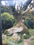 England  Baum.jpg