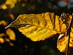 Blatt.JPG