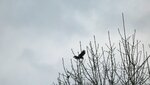 IMG_4542.jpg