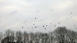 IMG_4544.jpg