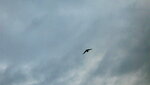 IMG_4547.JPG