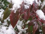 IMG_4107.jpg