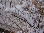 IMG_4103.jpg
