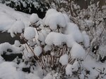 IMG_4093.jpg