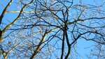 IMG_4618.jpg