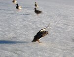 1.März 12 087.JPG