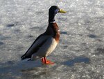 1.März 12 086.jpg