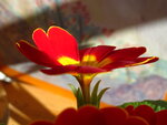 Blümchen 001.JPG