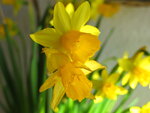 Blümchen 002.JPG