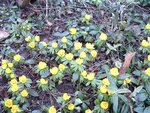 Winterling (Eranthis hyemalis).JPG