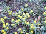 Winterling (Eranthis hyemalis).JPG