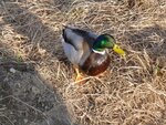 Ente.jpg