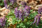 Gefingerter Lerchensporn (Corydalis solida).JPG