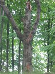 IMG_0053.jpg