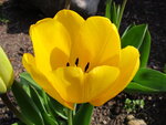 Tulpen 004.JPG
