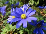 Tulpen 022.jpg
