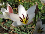 Tulpen 020.JPG
