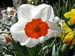 Tulpen 006.jpg