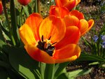 Tulpen 026.jpg