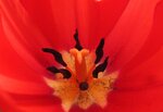 Tulipan 013.JPG